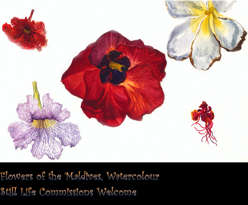 Flowers of the Maldives, Watercolour